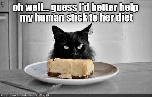 cat helps human diet.jpg